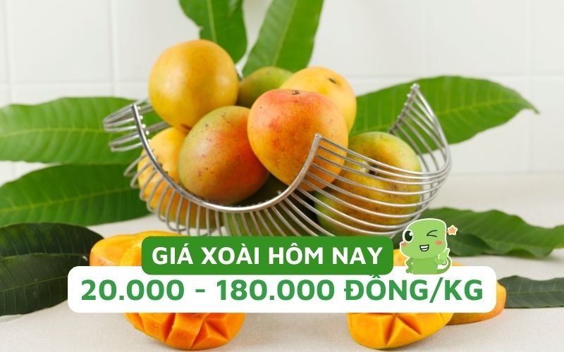 Giá xoài hôm nay dao động từ 20.000 - 180.000 đồng/kg, tùy thuộc vào giống, chất lượng, mùa vụ và nguồn gốc