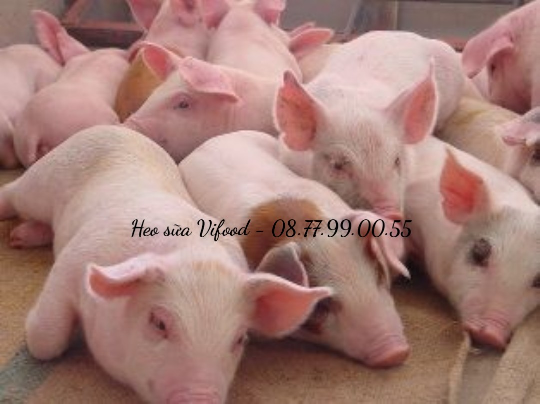 Heo sữa tươi sống Tiên Phước