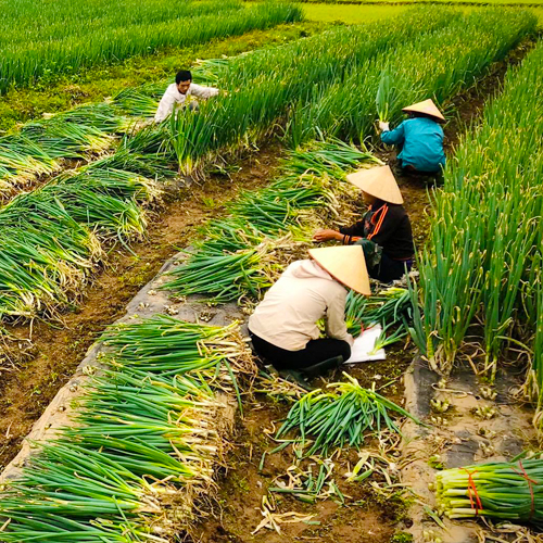 Cách Trồng Và Thu Hoạch Hành Lá Nhanh Nhất