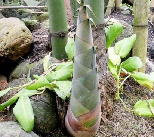 Chuyên phân phối măng củ tươi trên toàn quốc