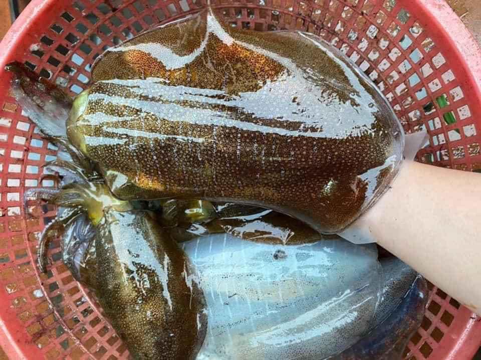 Mực lá câu tươi sống tại TP.HCM