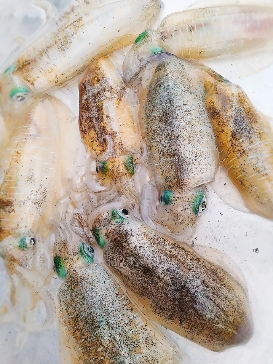 Mực lá câu tươi ngon