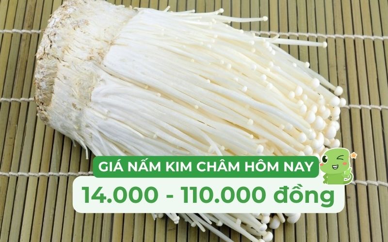 Giá nấm kim châm dao động 14.000 - 110.000 đồng/kg, tùy trọng lượng và quy cách đóng gói