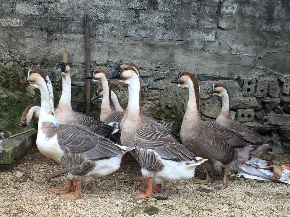 Ngỗng sư tử – Wikipedia tiếng Việt