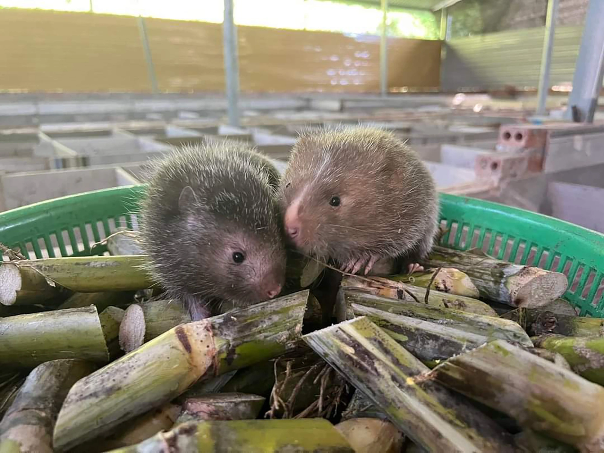 Mua dúi thịt ở TP.HCM – NguonThucPham.vn