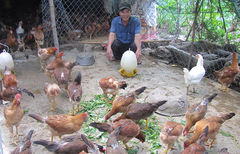 Giá già ta thả vườn ở Phú Yên đang bán cao nhất, vì sao nhiều nhà không dám  nuôi nhiều, nuôi thêm?