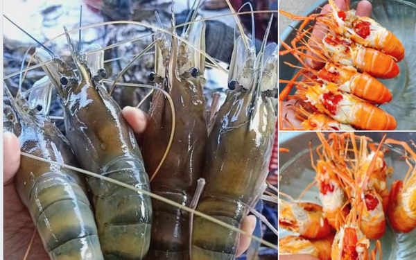 Từ đặc sản đắt tiền giờ tôm càng xanh rớt giá mạnh còn 83.000 đồng/kg thu  mua tại ao