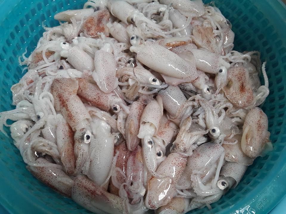 Mực sim tươi ngon giá sỉ TP.HCM
