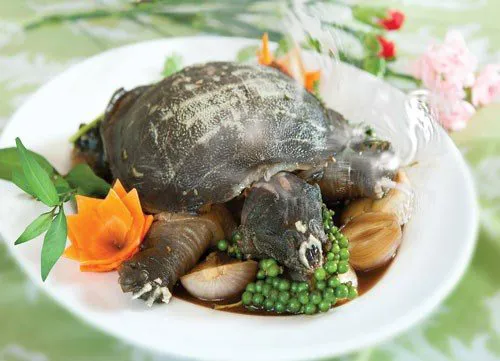 Dị ứng nặng sau khi ăn thịt ba ba 