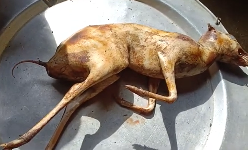 Thịt Cheo – đặc sản núi rừng, chế biến món ngon – NguonThucPham.vn