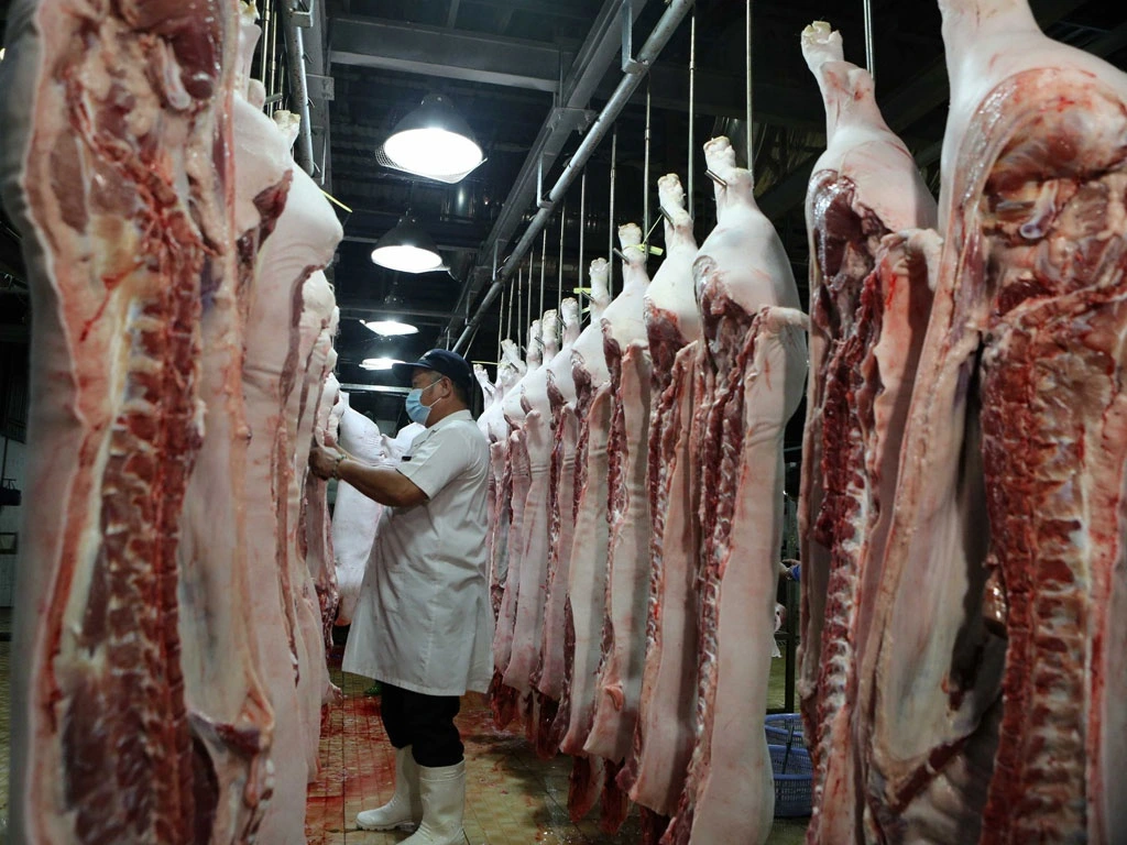 Giá heo hơi hôm nay 19.10.2024: Vì sao đà giảm kéo dài?