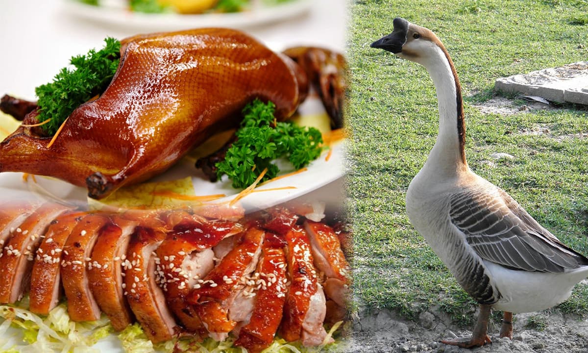 Giá ngỗng thịt hôm nay – NguonThucPham.vn