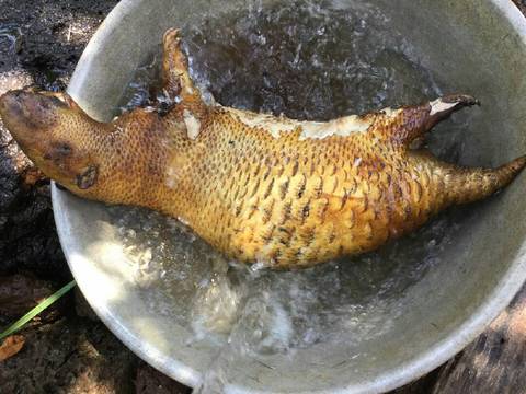 Địa chỉ bán thịt nhím thui sẵn thơm ngon, bổ dưỡng