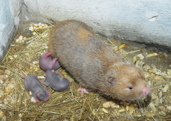 tim-dau-ra-cho-con-dui-1