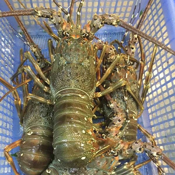 Tôm Hùm Xanh Sống Giá Nhiêu 1Kg Làm Món Gì Ngon Hấp, Nướng Pho Mai