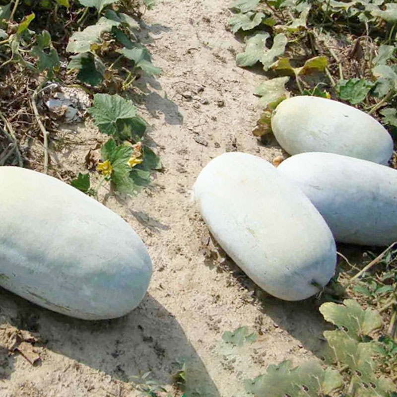 Hạt giống Bí đao phấn trắng (Bí sáp thơm) quả ngắn, hàng Nội địa Trung