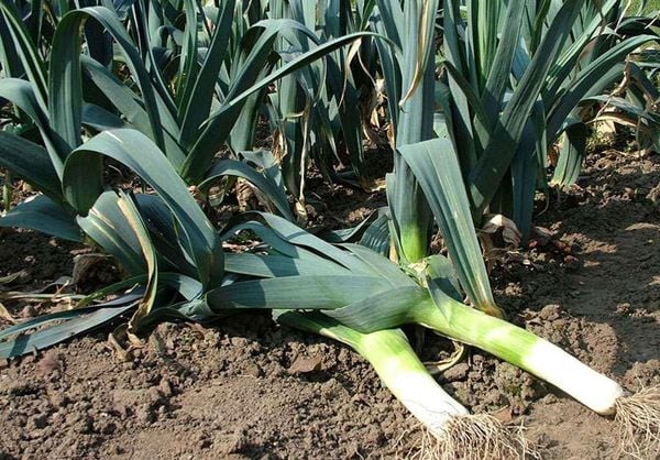Cách trồng hành baro tại nhà đơn giản, dễ thực hiện – ROLIE Việt Nam