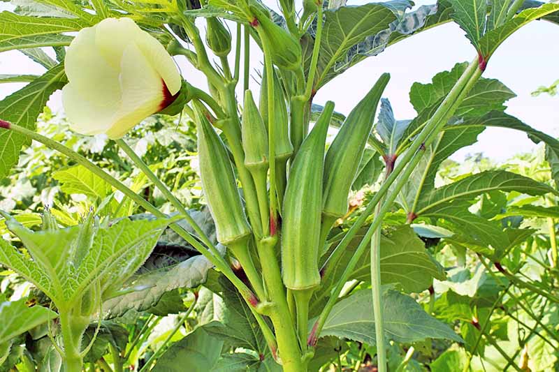 Tiết lộ 1 loại quả giúp 'đánh bay' cholesterol, phòng ngừa cả tiểu đường  lẫn đột quỵ