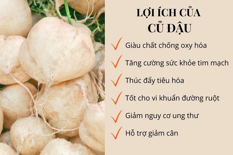 Củ đậu có tác dụng gì với cơ thể và dùng củ đậu như thế nào?