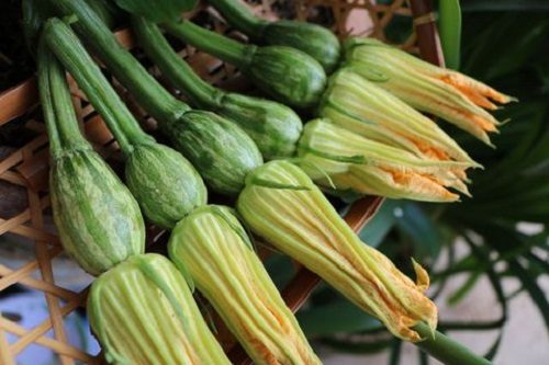 Những tác dụng tuyệt vời của bông bí mọi người không ngờ tới