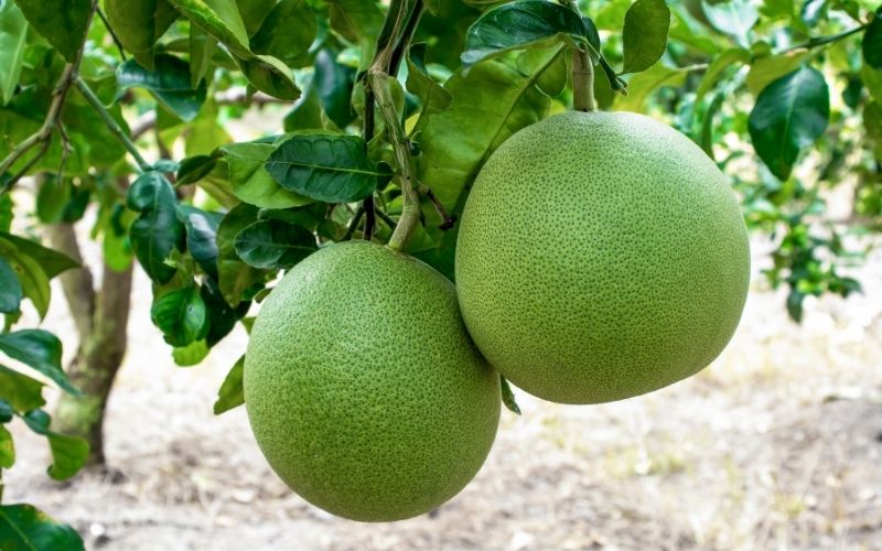 Bưởi da xanh khi mua trực tiếp tại vườn sẽ có giá rẻ hơn