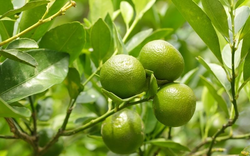 Giá cam giảm vào vụ mùa chính từ tháng 11 đến tháng 3