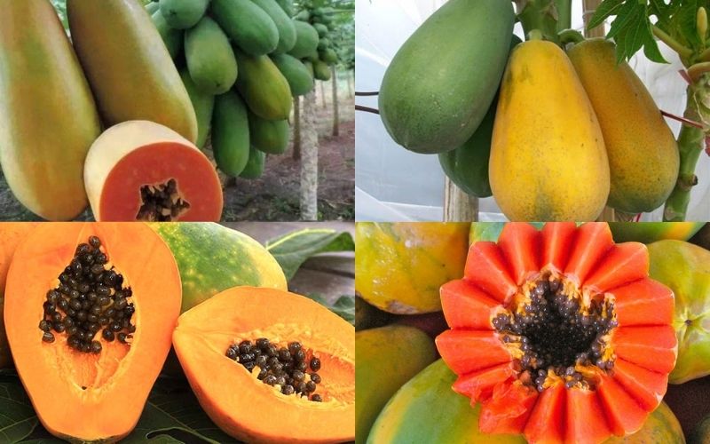 Đu đủ lùn Thái, Đài Loan, ruột vàng, ruột đỏ: Đa dạng lựa chọn cho mọi sở thích