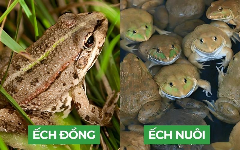 So sánh ếch đồng và ếch nuôi