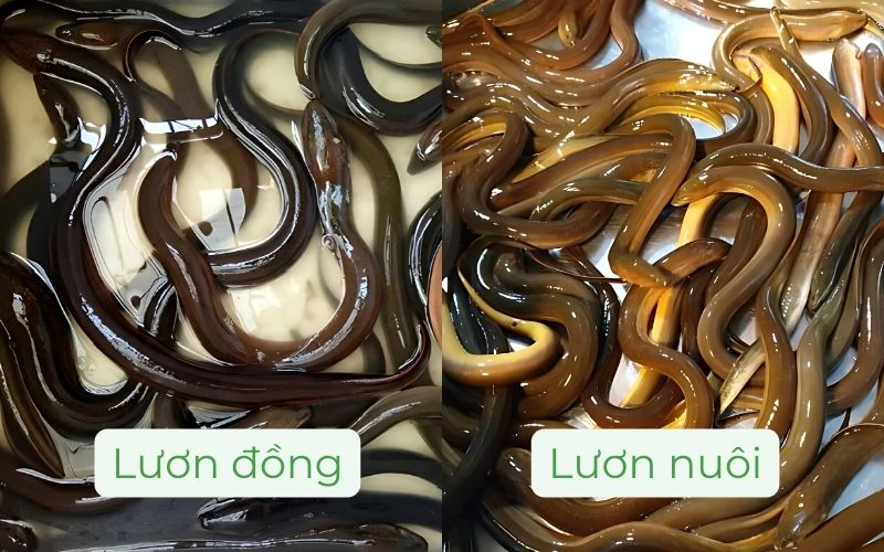 Sự khác biệt giữa lươn thịt nuôi và lươn đồng