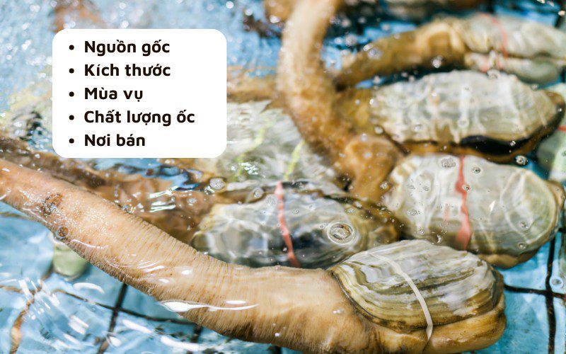 Giá ốc vòi voi chịu sự tác động của nhiều yếu tố