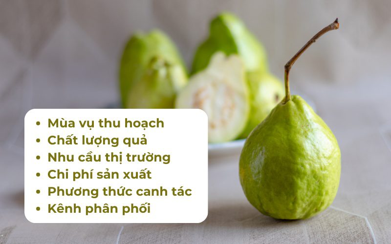 Giá ổi phụ thuộc vào nhiều yếu tố khác nhau