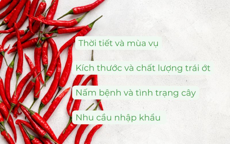 Giá ớt bị ảnh hưởng bởi nhiều yếu tố trên thị trường