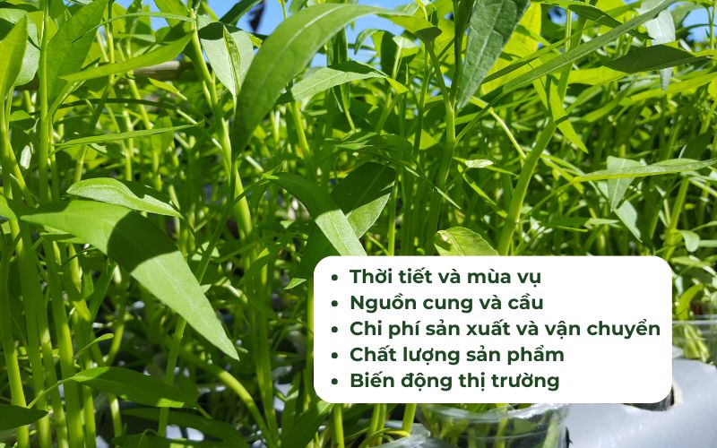 Có nhiều yếu tố khác nhau ảnh hưởng đến giá rau muống