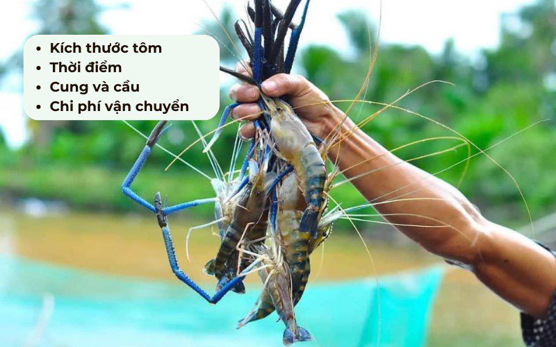 Giá tôm càng xanh luôn có sự biến động theo thị trường