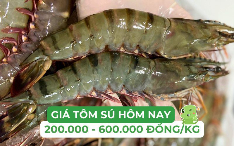 Tôm sú có giá dao động từ 250.000 đến 600.000 đồng/kg