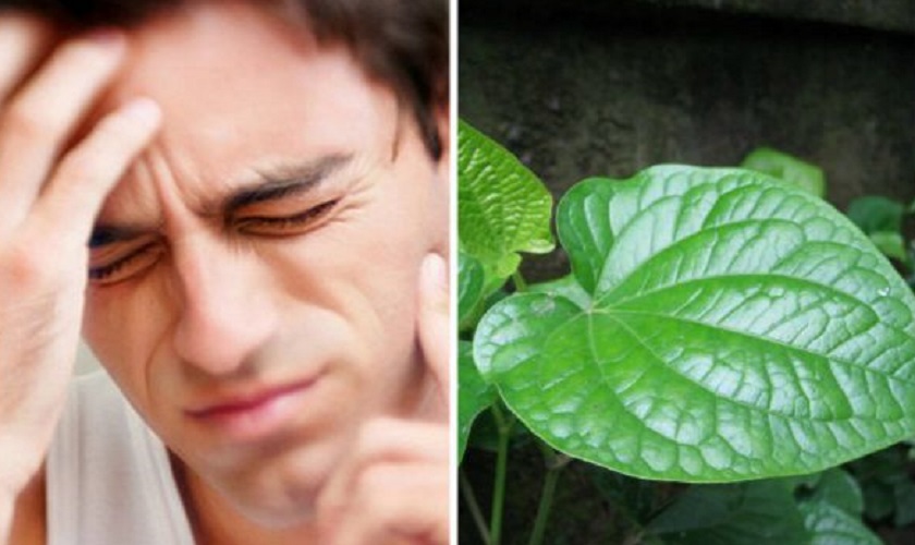 Cách dùng lá lốt chữa đau răng hiệu quả có thể bạn chưa biết