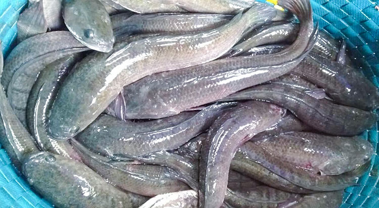 Giá cá lóc đồng bao nhiêu 1kg