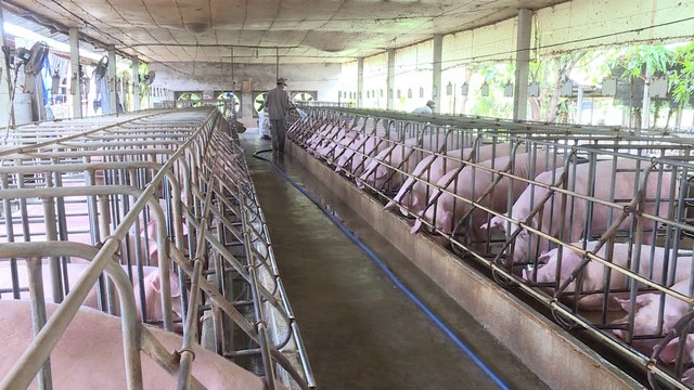 cong-ty-chan-nuoi-heo-lon-nhat-Viet-Nam