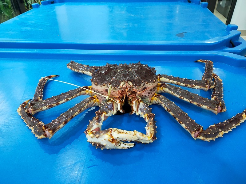 Cua king crab ngộp