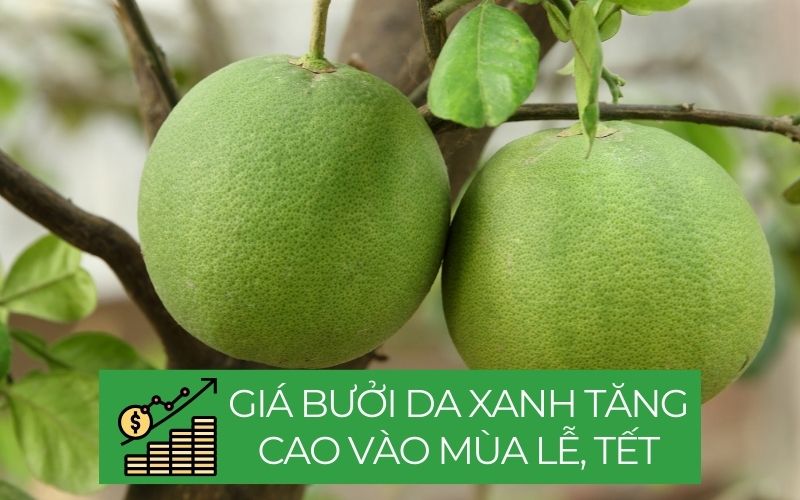 Giá bưởi da xanh sẽ tăng cao vào dịp lễ Tết và ổn định ở giữa năm