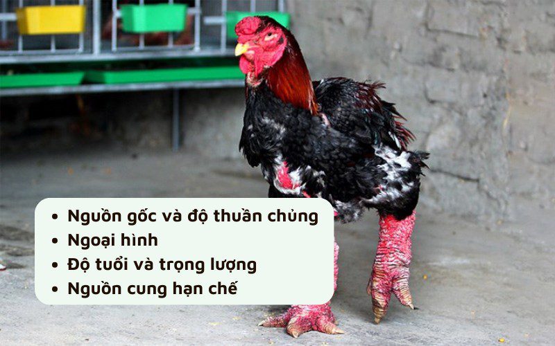 Giá gà Đông Tảo có sự biến động lớn theo nguồn cung và nhu cầu