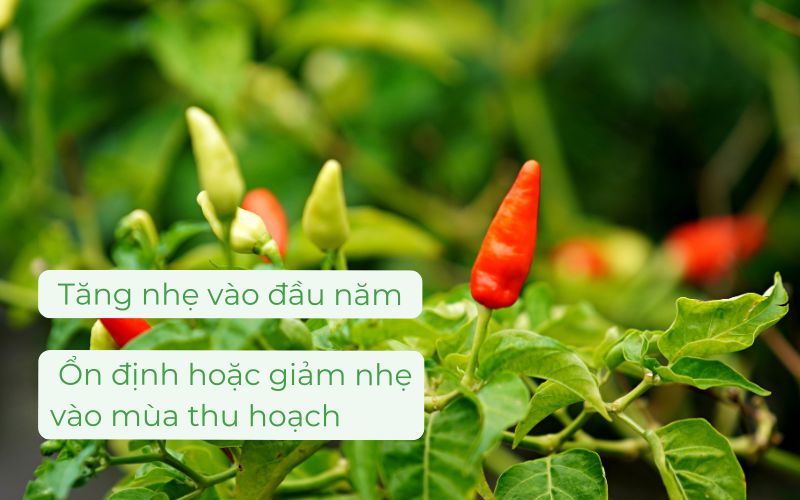 Giá ớt sắp tới được dự đoán tăng nhẹ vào đầu năm và giảm nhẹ vào mùa vụ chính