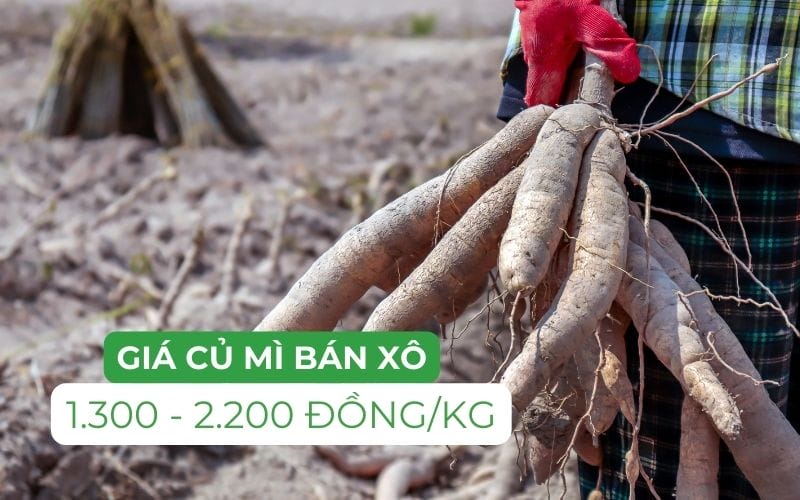 Thị trường ghi nhận giá củ mì bán xô giảm mạnh, chỉ còn từ 1.300 - 2.200 đồng/kg