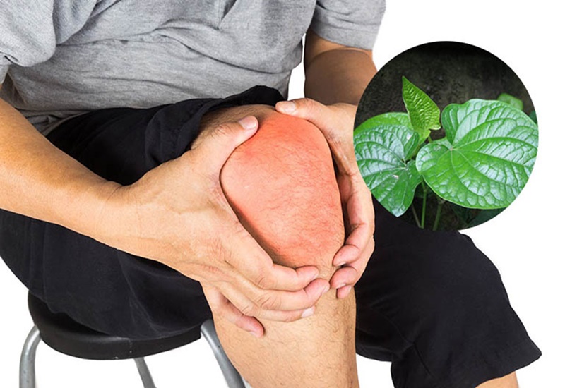 Lá lốt chữa đau nhức xương khớp