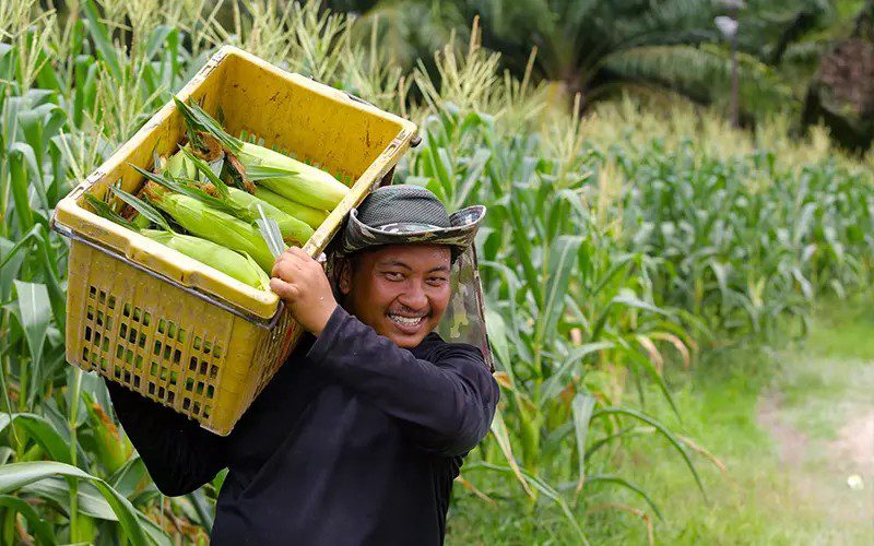 Nên thu hoạch ngô vào những ngày nắng ráo để ngô nhanh khô, tránh bị mốc