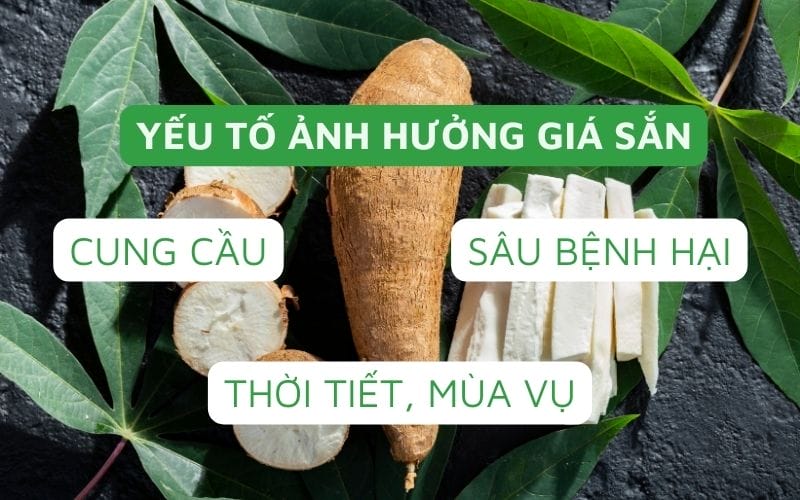 Giá sắn biến động theo quy luật cung cầu, mùa vụ và tình hình sâu bệnh