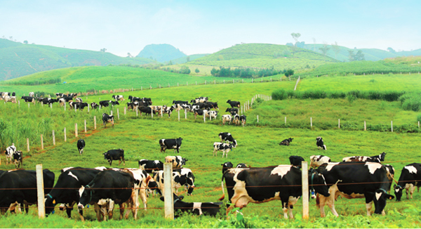 app-nuoi-bo-kiem-tien-online-co-uy-tin-khong