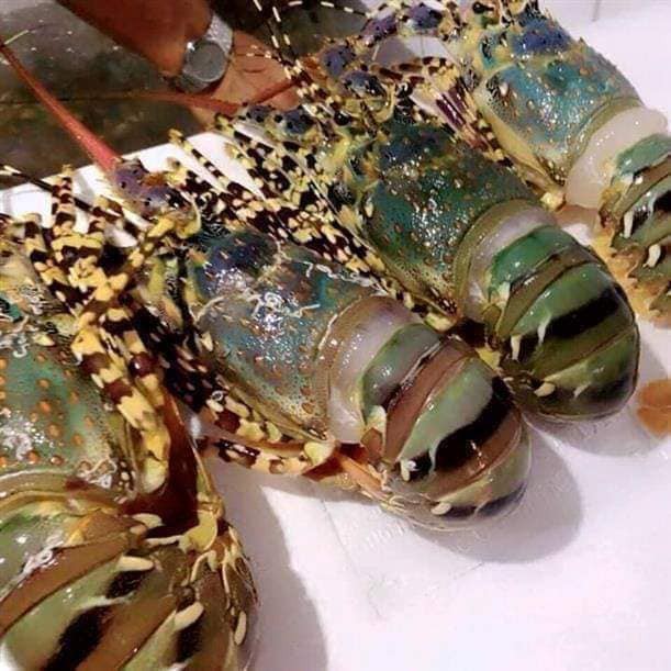 khớp nối tôm hùm ngộp